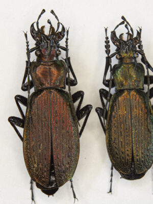 Carabus (Archiplectes) faunus aisrrensis (Belousov, 1992) # 15425