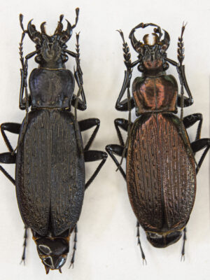 Carabus (Archiplectes) faunus aisrrensis (Belousov, 1992) # 15426