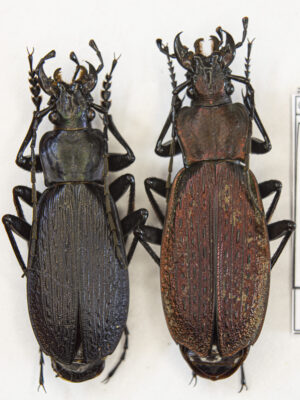 Carabus (Archiplectes) faunus aisrrensis (Belousov, 1992) # 15427