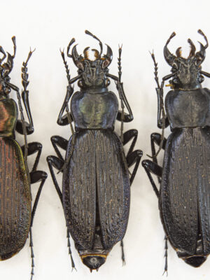 Carabus (Archiplectes) faunus aisrrensis (Belousov, 1992) # 15429