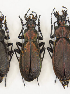 Carabus (Archiplectes) faunus aisrrensis (Belousov, 1992) # 15430