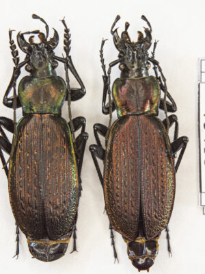Carabus (Archiplectes) besleticus besleticus (Kurnakov, 1972) # 15438