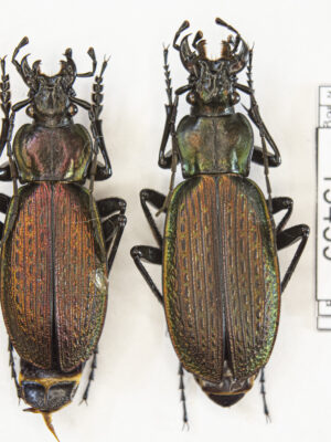Carabus (Archiplectes) besleticus besleticus (Kurnakov, 1972) # 15439