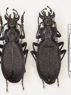 Carabus (Archiplectes) besleticus besleticus (Kurnakov, 1972) # 15440