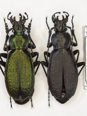 Carabus (Archiplectes) besleticus besleticus (Kurnakov, 1972) # 15442