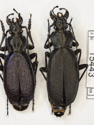 Carabus (Archiplectes) besleticus besleticus (Kurnakov, 1972) # 15443