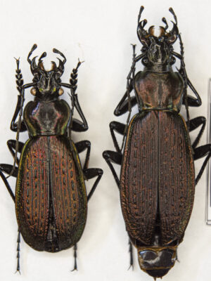Carabus (Archiplectes) besleticus besleticus (Kurnakov, 1972) # 15444