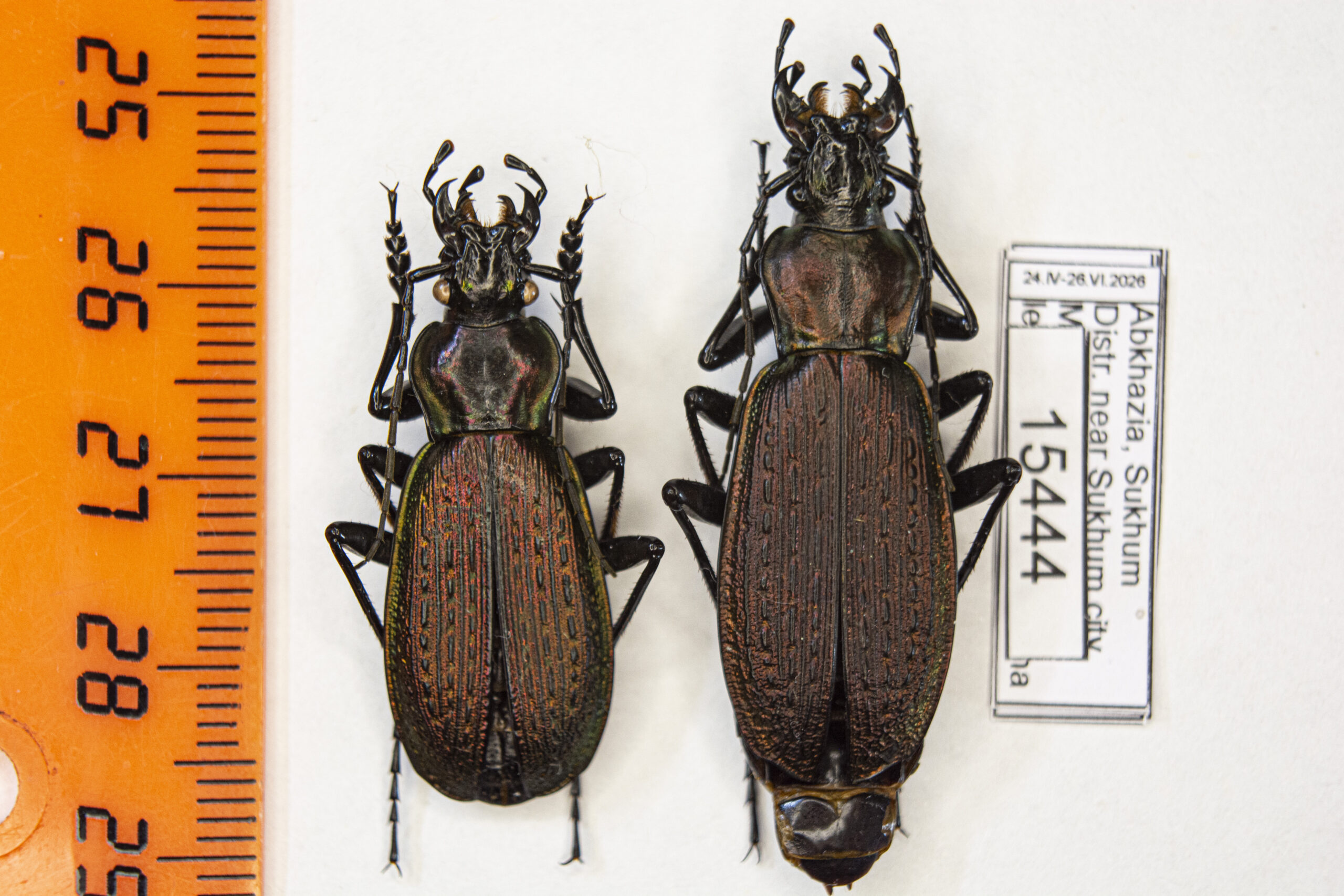 Carabus (Archiplectes) besleticus besleticus (Kurnakov, 1972) # 15444