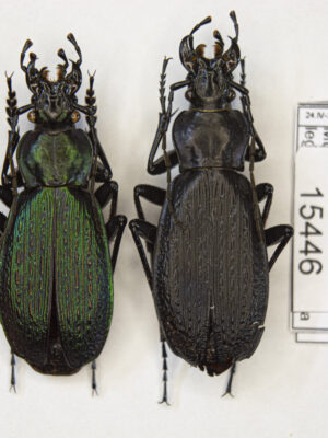 Carabus (Archiplectes) besleticus besleticus (Kurnakov, 1972) # 15446