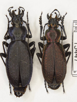 Carabus (Archiplectes) besleticus besleticus (Kurnakov, 1972) # 15447