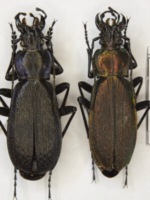 Carabus (Archiplectes) heikertingeri kobachidzei (Kurnakov, 1970) # 15448