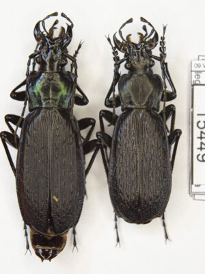 Carabus (Archiplectes) heikertingeri kobachidzei (Kurnakov, 1970) # 15459