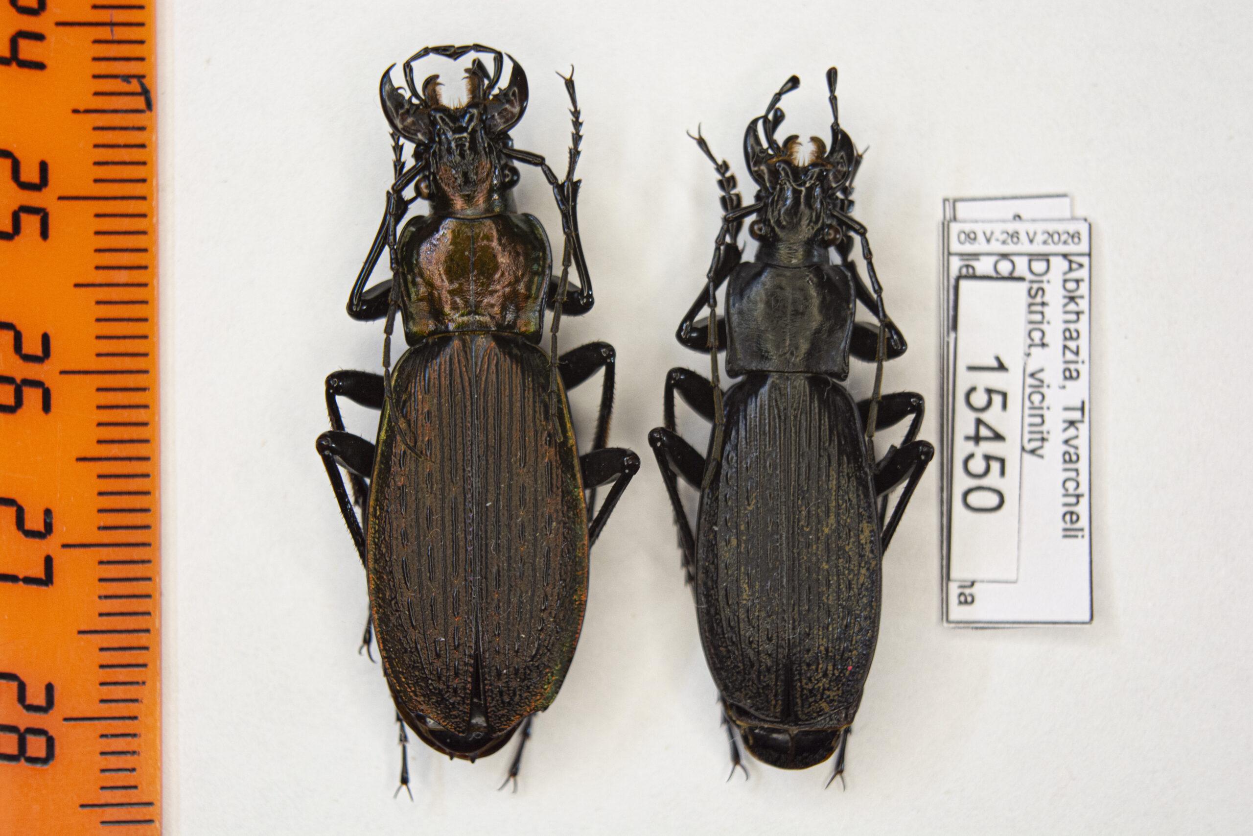 Carabus (Archiplectes) heikertingeri kobachidzei (Kurnakov, 1970) # 15450