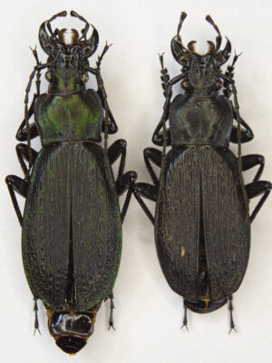 Carabus (Archiplectes) heikertingeri kobachidzei (Kurnakov, 1970) # 15451
