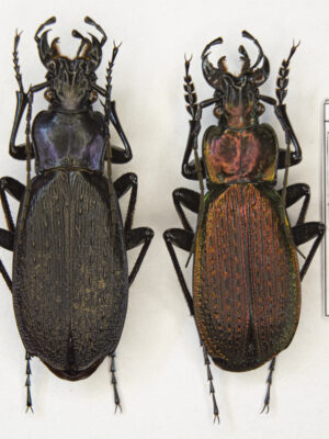 Carabus (Archiplectes) heikertingeri kobachidzei (Kurnakov, 1970) # 15453