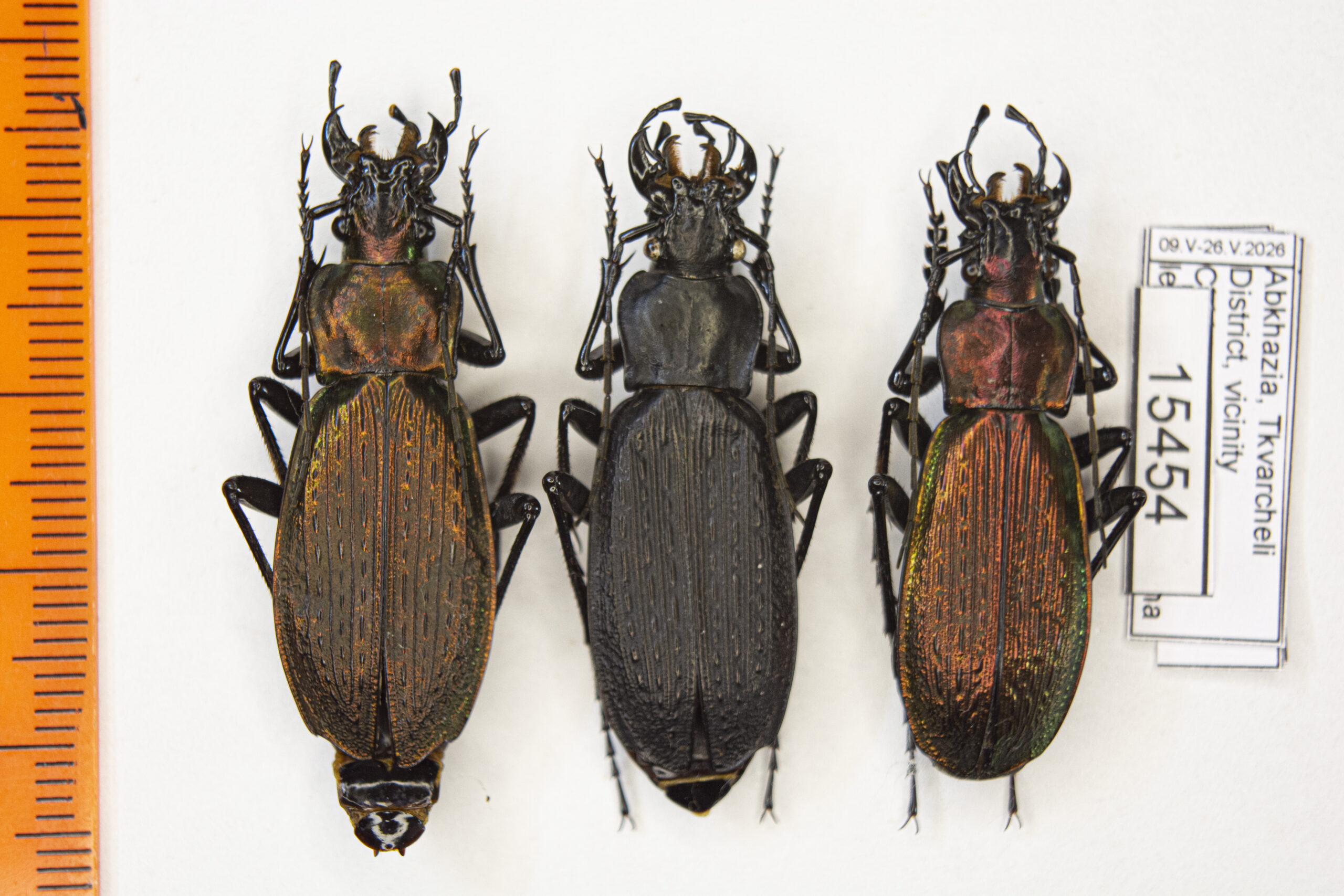 Carabus (Archiplectes) heikertingeri kobachidzei (Kurnakov, 1970) # 15454