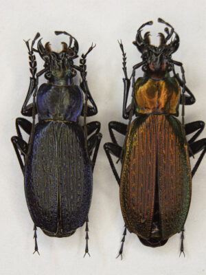 Carabus (Archiplectes) heikertingeri kobachidzei (Kurnakov, 1970) # 15455
