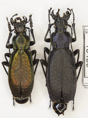 Carabus (Archiplectes) heikertingeri okumicus (Belousov, 1992) # 15459