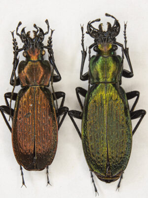 Carabus (Archiplectes) heikertingeri okumicus (Belousov, 1992) # 15460