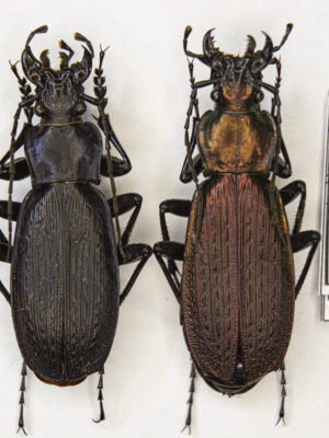 Carabus (Archiplectes) heikertingeri okumicus (Belousov, 1992) # 15461