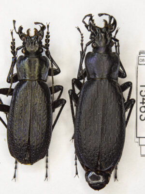 Carabus (Archiplectes) heikertingeri okumicus (Belousov, 1992) # 15463