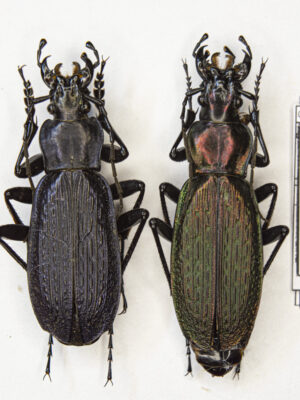 Carabus (Archiplectes) heikertingeri okumicus (Belousov, 1992) # 15464