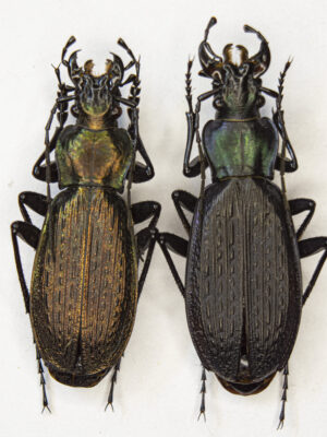 Carabus (Archiplectes) heikertingeri okumicus (Belousov, 1992) # 15465