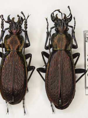 Carabus (Archiplectes) heikertingeri okumicus (Belousov, 1992) # 15466