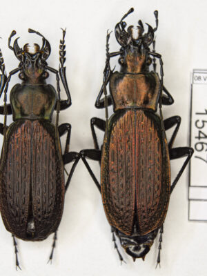 Carabus (Archiplectes) heikertingeri okumicus (Belousov, 1992) # 15467