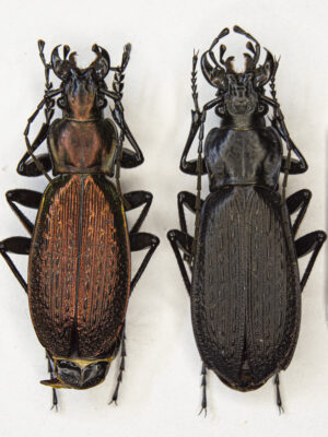 Carabus (Archiplectes) heikertingeri okumicus (Belousov, 1992) # 15468
