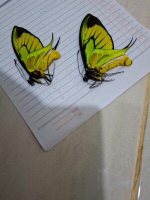 Ornithoptera paradise ssp