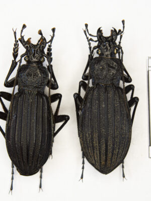 Carabus (Megodontus) septemcarinatus (Motschulsky, 1840) # 15470