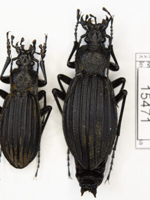Carabus (Megodontus) septemcarinatus (Motschulsky, 1840) # 15471