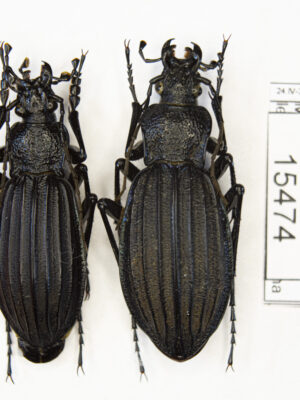 Carabus (Megodontus) septemcarinatus (Motschulsky, 1840) # 15474