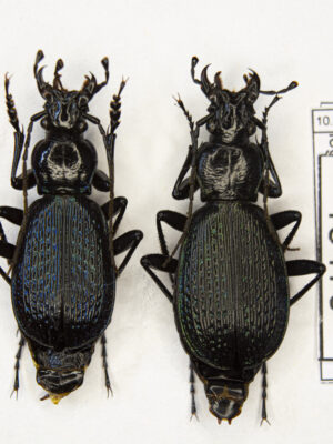 Carabus (Tribax) apschuanus pseudoplatessa (Gottwald, 1982) # 15479