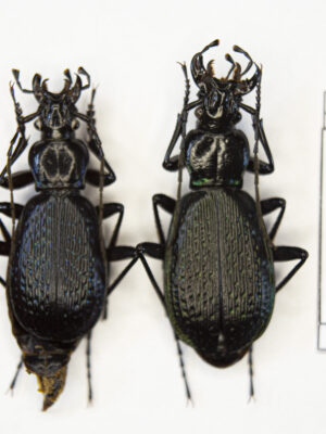 Carabus (Tribax) apschuanus pseudoplatessa (Gottwald, 1982) # 15480