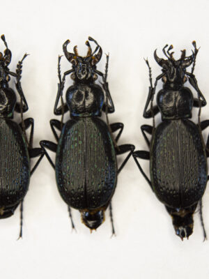 Carabus (Tribax) apschuanus pseudoplatessa (Gottwald, 1982) # 15483