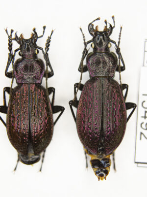Carabus (Sphodristocarabus) janthinus novotnyorum (Mandl, 1975) # 15492