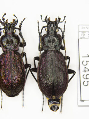 Carabus (Sphodristocarabus) janthinus novotnyorum (Mandl, 1975) # 15495