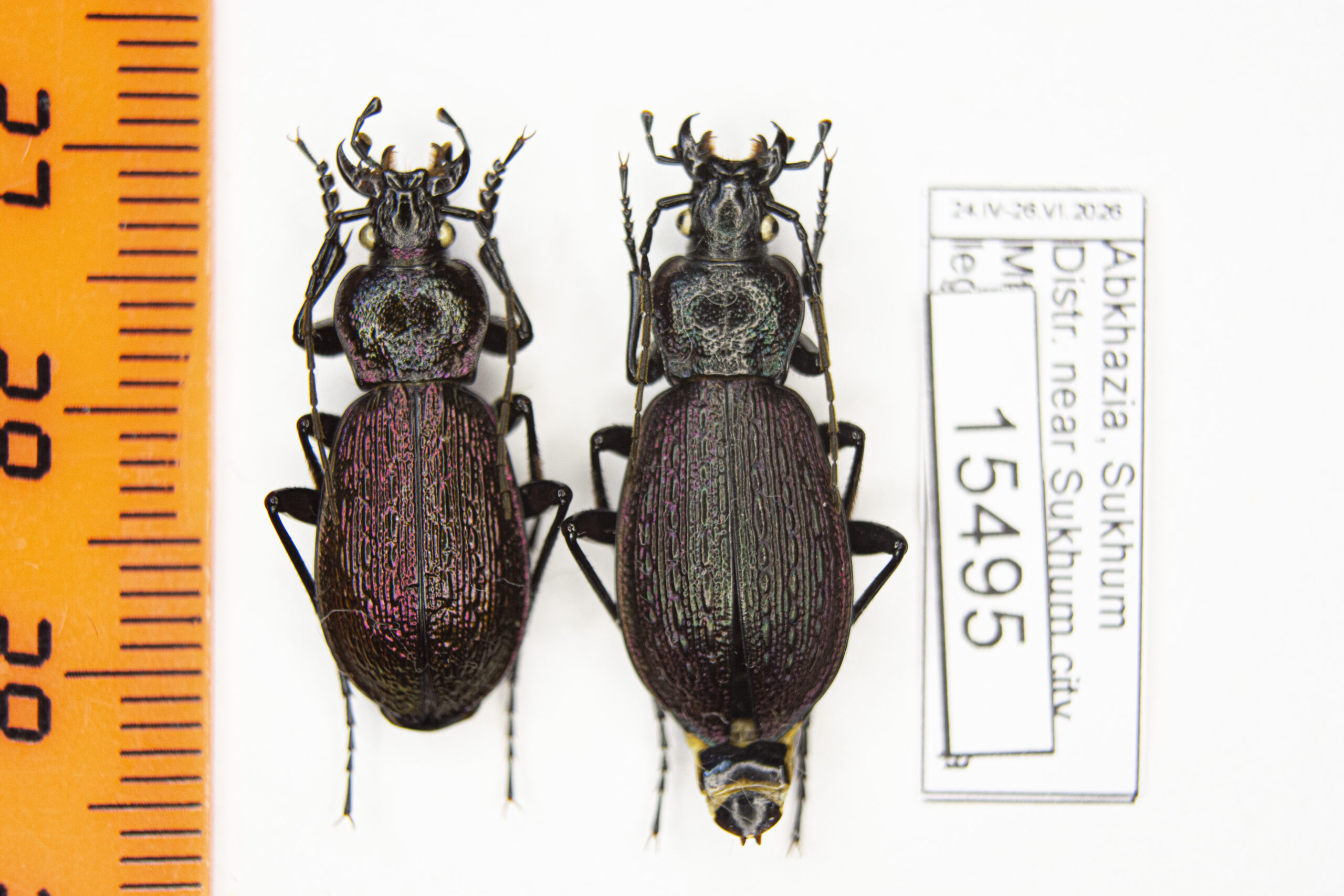 Carabus (Sphodristocarabus) janthinus novotnyorum (Mandl, 1975) # 15495