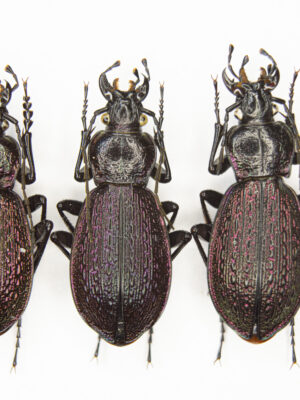 Carabus (Sphodristocarabus) janthinus novotnyorum (Mandl, 1975) # 15496