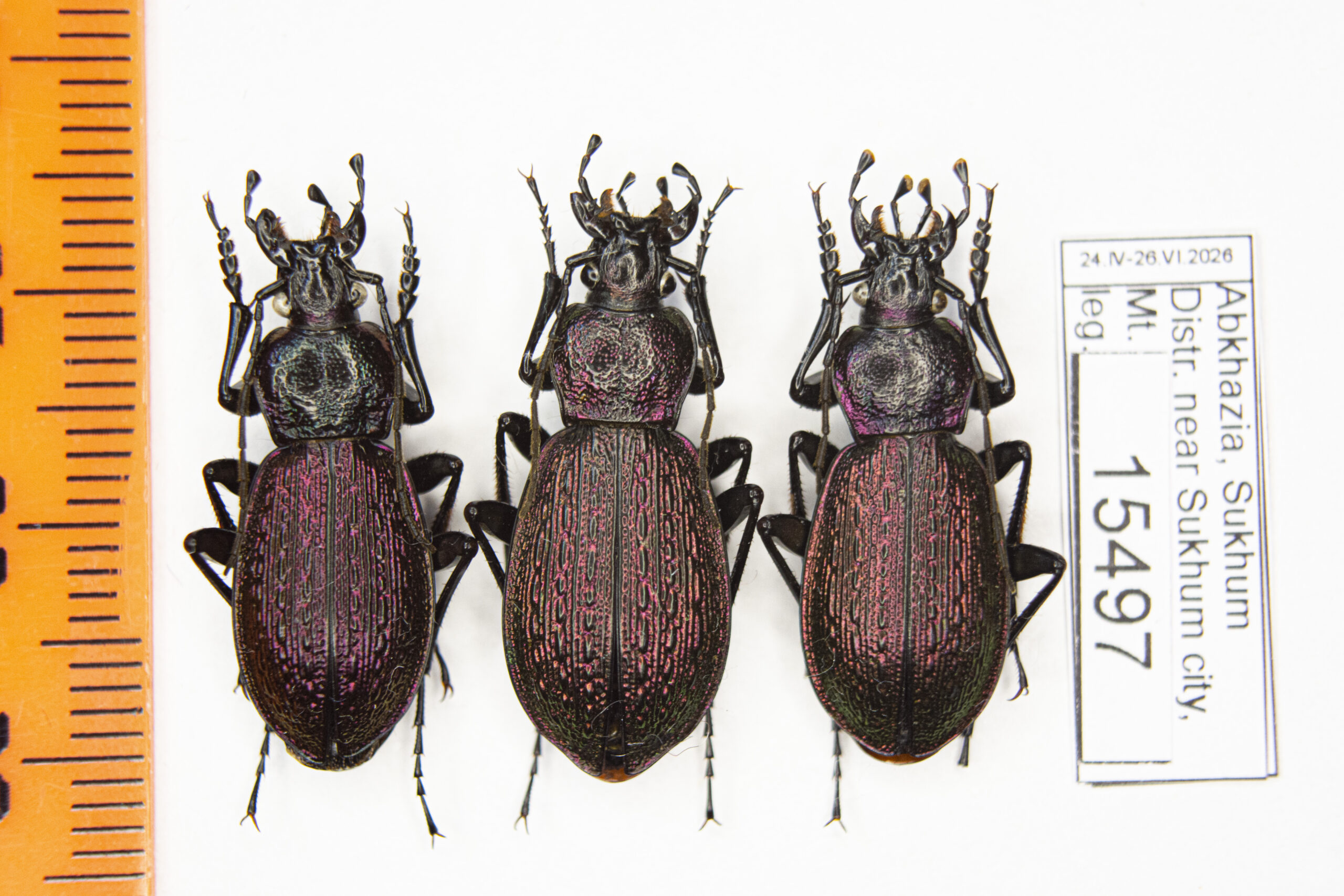 Carabus (Sphodristocarabus) janthinus novotnyorum (Mandl, 1975) # 15497