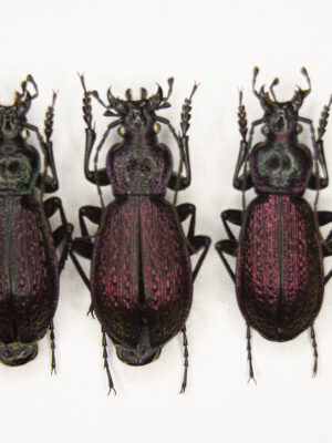 Carabus (Sphodristocarabus) janthinus novotnyorum (Mandl, 1975) # 15498