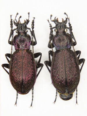 Carabus (Sphodristocarabus) janthinus novotnyorum (Mandl, 1975) # 15499