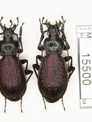 Carabus (Sphodristocarabus) janthinus novotnyorum (Mandl, 1975) # 15500