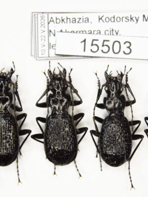Pterostichus (Myosodus) lacunosus (Chaudoir, 1844) # 15503