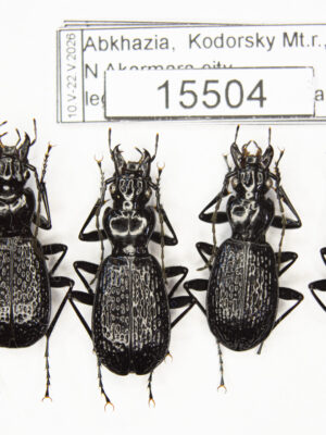 Pterostichus (Myosodus) lacunosus (Chaudoir, 1844) # 15504