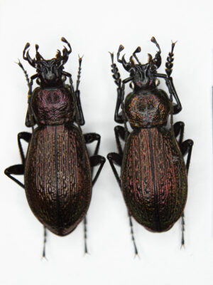 Carabus (Sphodristocarabus) armeniacus laevilineatus (Ganglbauer, 1887) # 15528