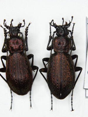 Carabus (Sphodristocarabus) armeniacus laevilineatus (Ganglbauer, 1887) # 15529