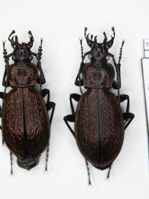 Carabus (Sphodristocarabus) armeniacus laevilineatus (Ganglbauer, 1887) # 15530